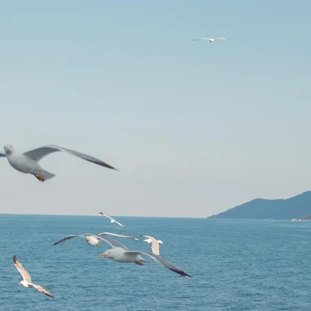 Amaya Pine بيت ضيافة باناجيا