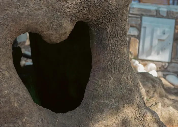 Amaya Pine Guest house 3*