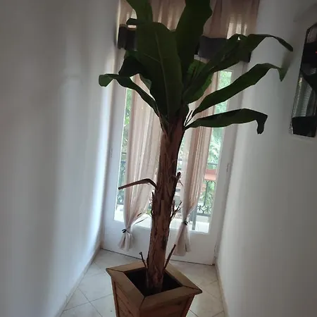 Amaya Pine Pensión *